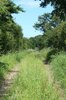 Overgrown lane