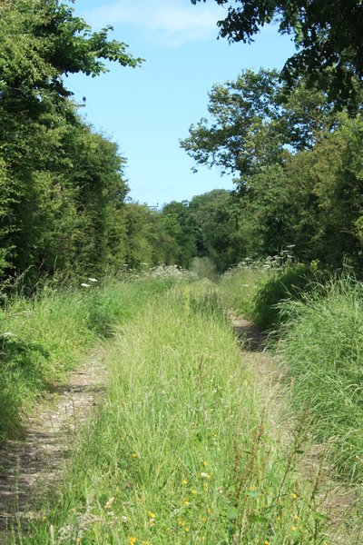 Overgrown lane: An overgrown country lane