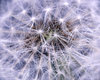Blow ball