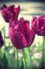 pink tulips
