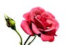 roses series