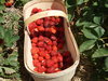 Strawberries 3