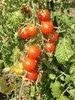 Baby Tomatoes