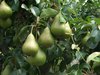 Pears