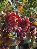 Ice Wine Grapes