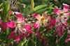Pink Flowers