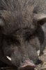Wild boar