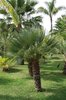 Palm garden