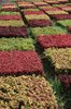 Plant patterns