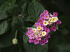 Lantana flowers