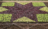 Plant patterns