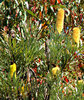 banksia blooms