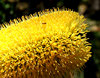 banksia blooms