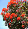 buds and blossoms - red