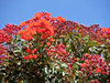 buds and blossoms - red