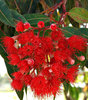 buds and blossoms - red