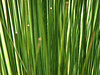 grasstree green