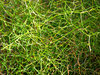 green tangle