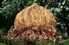 Lizard on a cycad