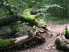 Wild forest