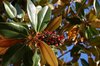 Magnolia tree with seedhead