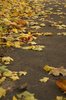 fallen leaves