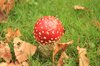 Mushroom!