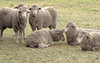 waiting sheep