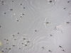 Common pond skaters