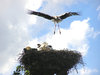 Stork