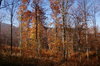 Autumn Woods