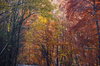 Autumn Woods