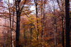 Autumn Forest