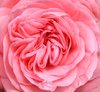 Pink rose