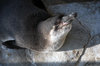 Humboldt Penguin