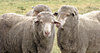 waiting sheep