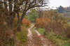 Autumn path