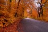 Forest road - HDR