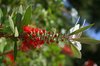 Bottlebrush buds