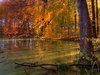 Forest lake - HDR