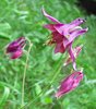 wild purple columbine 3