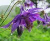 wild purple columbine 1