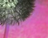 Blowball inversion