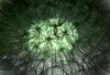 Blowball texture