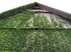 Facade overgrown with virginia