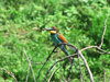 Bee-eater