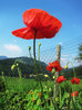 Poppy garden