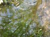 Watersnake / Mirroring