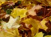 Autumn leaves 1