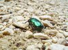 Beetle 2